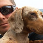 Man punches cougar to save dachshund (Video)