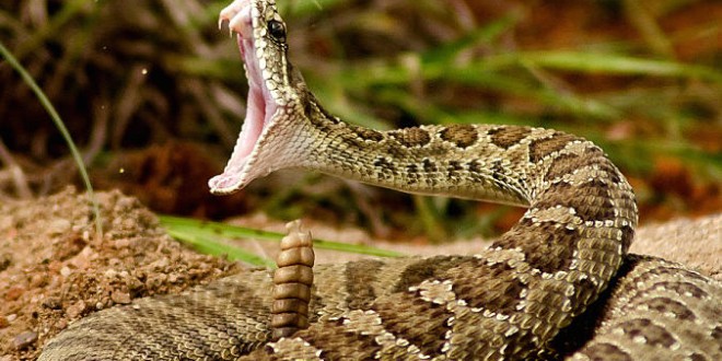 Pennsylvania Rattlesnake Bite claims life of camper in Elk County ‘Report’