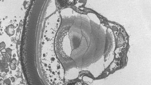 Single-celled predator evolves tiny, human-like 'eye', New Study