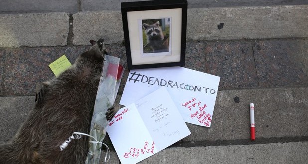 Torontonians create memorial for dead raccoon (Photo)
