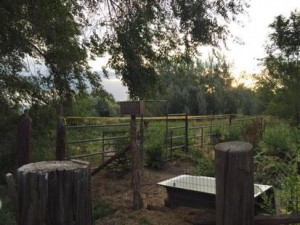 Utah teen arrested after girl, 12, found dead in field, police say