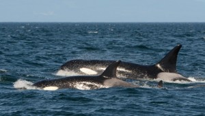 Young orca reunited with family after being separated almost two years ago, Report