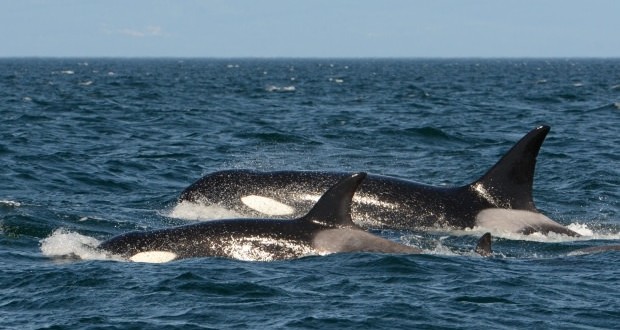 Young orca reunited with family after being separated almost two years ago, Report