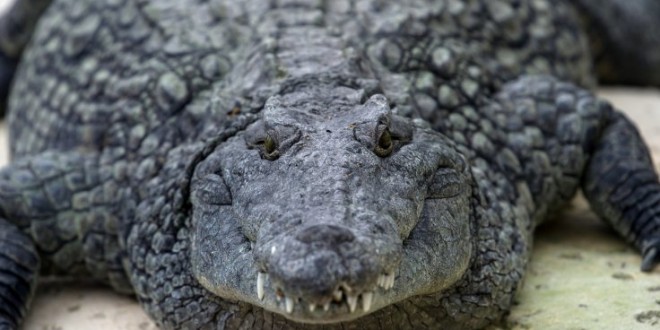 150 Crocodiles In Home? Over 150 Alligators and Crocodiles Rescued From Toronto Area Home “Video”