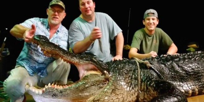 920-pound gator pulled from Alabama lake (Photo)