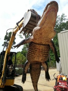 920-pound gator pulled from Alabama lake (Photo)