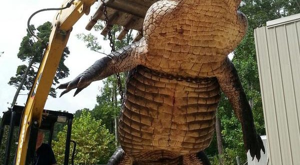 920-pound gator pulled from Alabama lake Photo