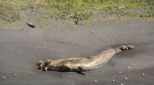 Alaska : Whales Are Mysteriously Dying, Scientists are racing to find out why