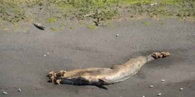 Alaska: Whales Are Mysteriously Dying; Scientists are racing to find out why