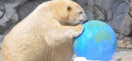 Australian polar bear prepares for Canada trip