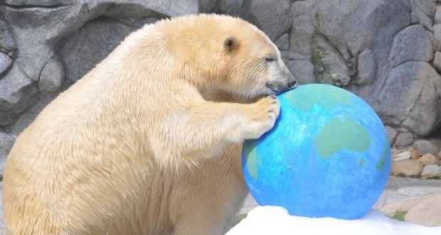 Australian polar bear prepares for Canada trip