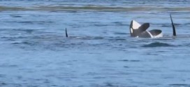 B.C. Orcas Frolic Off Galiano Island (Video)