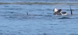 B.C. Orcas Frolic Off Galiano Island (Video)