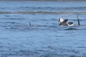 B.C. Orcas Frolic Off Galiano Island (Video)