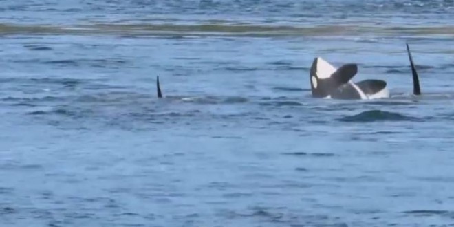 B.C. Orcas Frolic Off Galiano Island (Video)