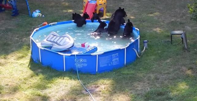 Bears cool off in New Jersey family's backyard pool (Video)