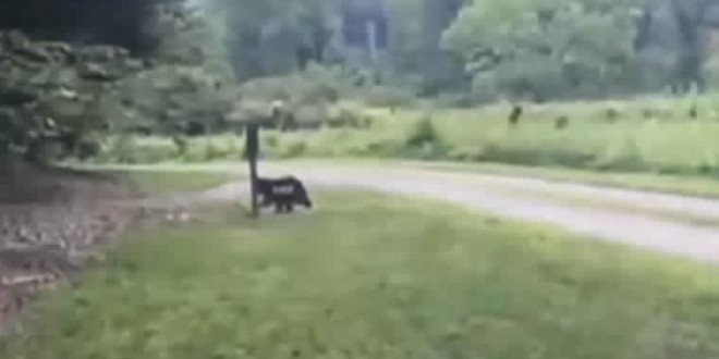 Bigfoot Sighting : North Carolina man claims to have captured ‘Bigfoot’ on camera “Video”