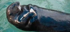 Bloated sea otter rescued after suffering 'blunt force trauma' (Video)