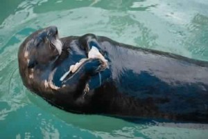 Bloated sea otter rescued after suffering 'blunt force trauma' (Video)