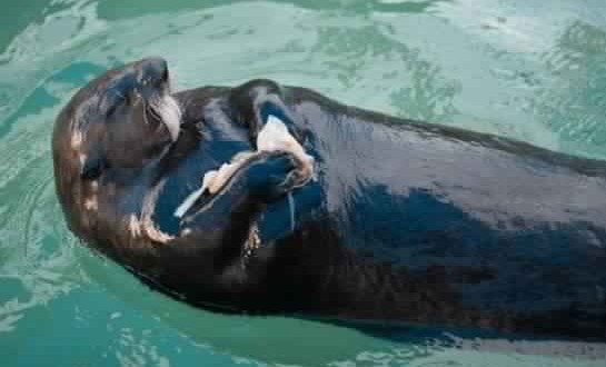 Bloated sea otter rescued after suffering ‘blunt force trauma’ (Video)