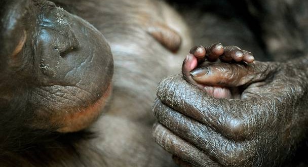 Bonobos Talk Like Babies : Bonobos use “Peep” to communicate in Wider Variety of Situations, say scientists