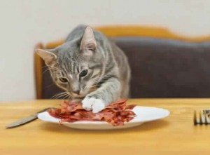 Cat Ate Bacon : Man tries to get cat arrested for eating his bacon