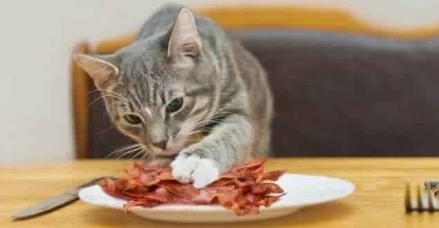 Cat Ate Bacon Man tries to get cat arrested for eating his bacon