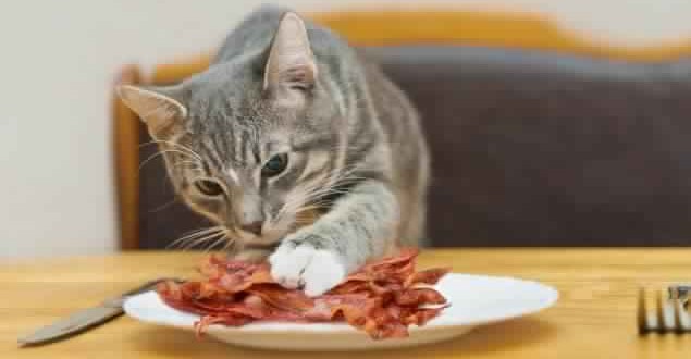 Cat Ate Bacon : Man tries to get cat arrested for eating his bacon