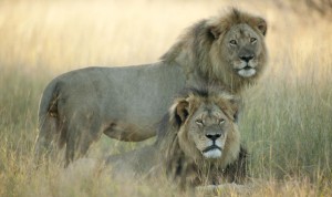 Cecil the lion's brother Jericho shot dead by poachers, Zimbabwe park officials