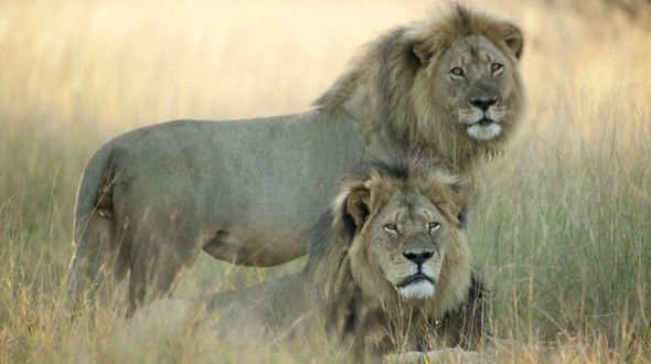Cecil the lion’s brother Jericho shot dead by poachers, Zimbabwe park officials