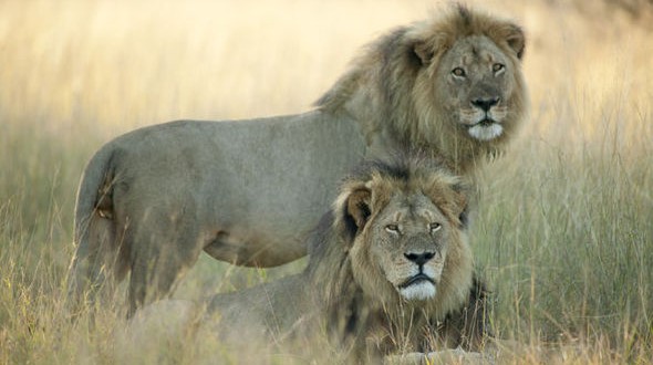 Cecil the lion’s brother Jericho shot dead by poachers, Zimbabwe park officials Cecil the lion’s brother Jericho shot dead by poachers, Zimbabwe park officials