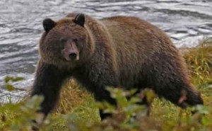 Gabrielle Markel : Woman Mauled by Grizzly Bear While Jogging