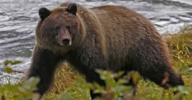 Gabrielle Markel : Alaska Woman Mauled by Grizzly Bear While Jogging