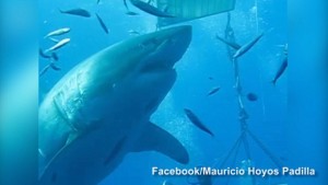 Great White Shark Deep Blue Caught On Camera (Video)