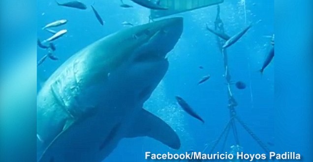 Great White Shark Deep Blue Caught On Camera (Video)