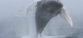 Humpback whale's backflip caught on camera off Brier Island (Video)