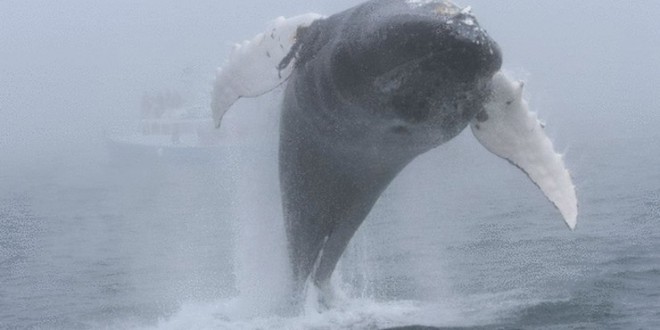 Humpback whale’s backflip caught on camera off Brier Island (Video)