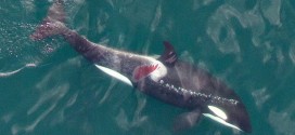 Injured Killer Whale Found In Johnstone Strait (Photo)