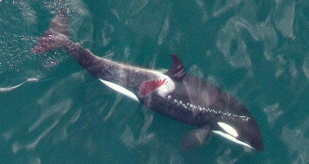 Injured Killer Whale Found In Johnstone Strait (Photo)