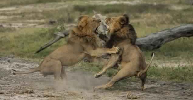Jericho The Lion : Officials say Cecil's 'brother' killed by hunters, but researcher claims he's 'alive as far as I can tell'