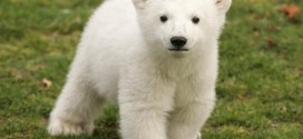 Knut the polar bear death riddle solved by researchers