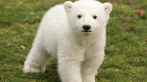 Knut the polar bear death riddle solved by researchers