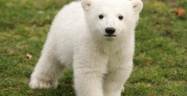 Knut the polar bear death riddle solved by researchers (Video)