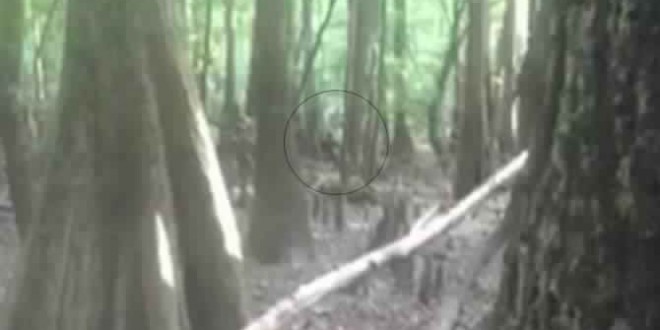 Lizard Man: Video spark new interest in ‘Lizard Man’ legend In South Carolina