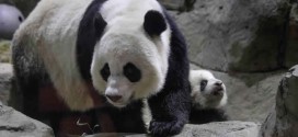 National Zoo's Giant Panda Mei Xiang Gives Birth to Second Cub (Video)