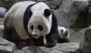 National Zoo's Giant Panda Mei Xiang Gives Birth to Second Cub (Video)