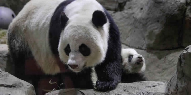 National Zoo’s Giant Panda Mei Xiang Gives Birth to Second Cub (Video)