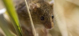 Researchers Genetically Engineer Genius Mice
