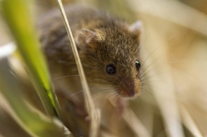 Researchers Genetically Engineer Genius Mice