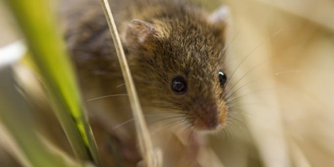 Researchers Genetically Engineer Genius Mice